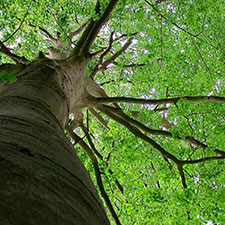 index-manager-Baum-225x225